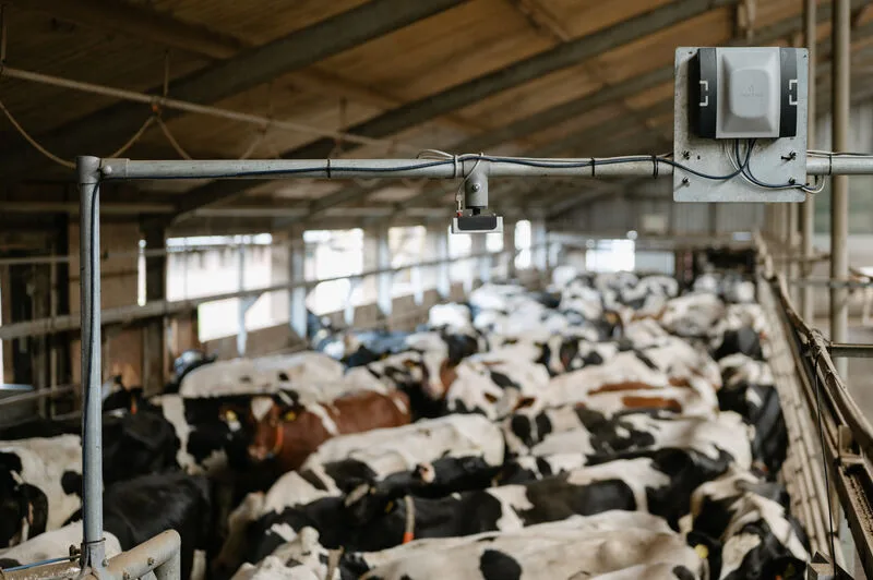 Cow Check In Counter Dairy Tech - Farm Smarter, Work Easier, Earn More